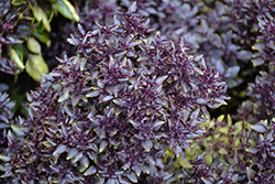Purple Ball Basil (Ocimum basilicum 'Purple Ball') at Lakeshore Garden Centres