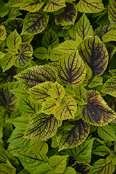 Gays Delight Coleus (Solenostemon scutellarioides 'Gays Delight') at Lakeshore Garden Centres