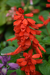 Vista Red Sage (Salvia splendens 'PAS3285') at Lakeshore Garden Centres