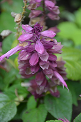 Vista Lavender Sage (Salvia splendens 'PAS3289') at Lakeshore Garden Centres