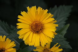 Prima Ballerina False Sunflower (Heliopsis helianthoides 'Prima Ballerina') at Lakeshore Garden Centres