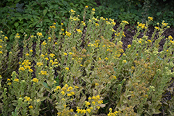 Golden Rockets Goldenrod (Solidago rigida 'Golden Rockets') at Lakeshore Garden Centres