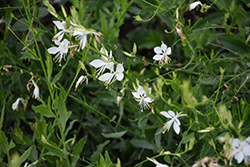 Cool Breeze Gaura (Gaura lindheimeri 'Cool Breeze') at Lakeshore Garden Centres