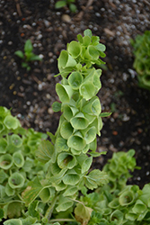 Bells Of Ireland (Moluccella laevis) at Lakeshore Garden Centres