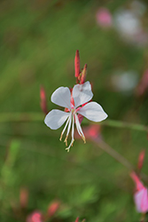 Butterfly Gaura (Gaura lindheimeri) at Lakeshore Garden Centres