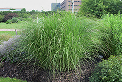 Sarabande Maiden Grass (Miscanthus sinensis 'Sarabande') at Lakeshore Garden Centres