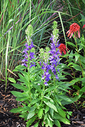 Fan Blue Cardinal Flower (Lobelia x speciosa 'Fan Blue') at Lakeshore Garden Centres