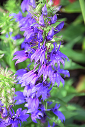 Fan Blue Cardinal Flower (Lobelia x speciosa 'Fan Blue') at Lakeshore Garden Centres