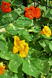 Jewel of Africa Nasturtium (Tropaeolum majus 'Jewel of Africa') at Lakeshore Garden Centres