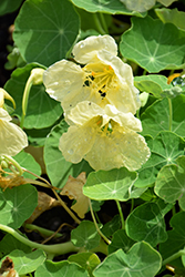 Milkmaid Nasturtium (Tropaeolum majus 'Milkmaid') at Lakeshore Garden Centres