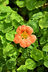 Tip Top Apricot Nasturtium (Tropaeolum majus 'Tip Top Apricot') at Lakeshore Garden Centres
