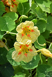 Vanilla Berry Nasturtium (Tropaeolum majus 'Vanilla Berry') at Lakeshore Garden Centres