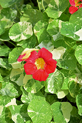 Alaska Raspberry Nasturtium (Tropaeolum majus 'Alaska Raspberry') at Lakeshore Garden Centres