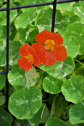 Scarlet Gleam Nasturtium (Tropaeolum majus 'Scarlet Gleam') at Lakeshore Garden Centres