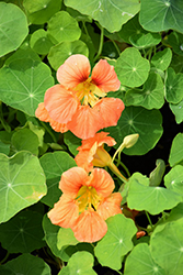 Jewel of Africa Nasturtium (Tropaeolum majus 'Jewel of Africa') at Lakeshore Garden Centres