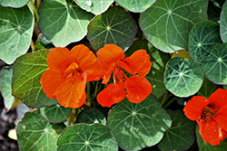 Empress of India Nasturtium (Tropaeolum majus 'Empress of India') at Lakeshore Garden Centres