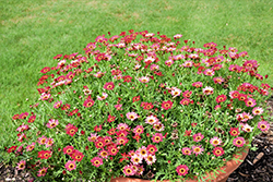 Grandaisy Red Daisy (Argyranthemum 'Grandaisy Red') at Lakeshore Garden Centres