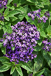 Atlantis Heliotrope (Heliotropium arborescens 'Atlanta') at Lakeshore Garden Centres