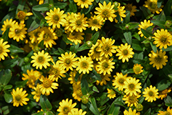 Sunvy Super Gold Creeping Zinnia (Sanvitalia procumbens 'Sunvy Super Gold') at Lakeshore Garden Centres