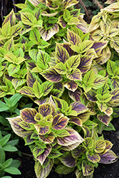 Gays Delight Coleus (Solenostemon scutellarioides 'Gays Delight') at Lakeshore Garden Centres