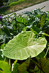 Royal Hawaiian Hawaiian Punch Elephant Ear (Colocasia esculenta 'Hawaiian Punch') at Lakeshore Garden Centres