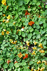 Tip Top Formula Nasturtium (Tropaeolum majus 'Tip Top Formula') at Lakeshore Garden Centres