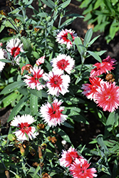 Carpet Snow Fire Pinks (Dianthus 'Carpet Snow Fire') at Lakeshore Garden Centres