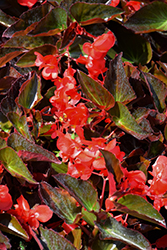 Big DeLuXXE Red Bronze Leaf Begonia (Begonia 'Big DeLuXXE Red Bronze Leaf') at Lakeshore Garden Centres