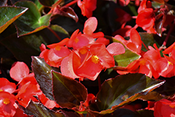 Big DeLuXXE Red Bronze Leaf Begonia (Begonia 'Big DeLuXXE Red Bronze Leaf') at Lakeshore Garden Centres