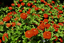 Dreamland Scarlet Zinnia (Zinnia 'Dreamland Scarlet') at Lakeshore Garden Centres
