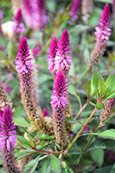 Asian Garden Celosia (Celosia 'Asian Garden') at Lakeshore Garden Centres