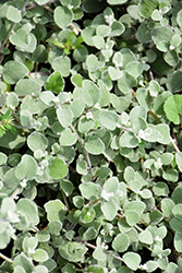 Silver Licorice Plant (Helichrysum petiolare 'Silver') at Lakeshore Garden Centres