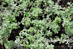 Minus Licorice Plant (Helichrysum petiolare 'Minus') at Lakeshore Garden Centres