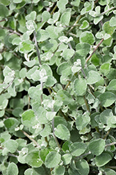 Silver Licorice Plant (Helichrysum petiolare 'Silver') at Lakeshore Garden Centres