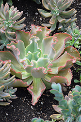 Giant Blue Echeveria (Echeveria 'Giant Blue') at Lakeshore Garden Centres