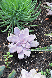 Five Stamen Graptopetalum (Graptopetalum pentandrum) at Lakeshore Garden Centres