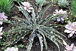 Mint Chocolate Chip Tuberose (Manfreda undulata 'Mint Chocolate Chip') at Lakeshore Garden Centres
