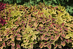 ColorBlaze Golden Dreams Coleus (Solenostemon scutellarioides 'Golden Dreams') at Lakeshore Garden Centres