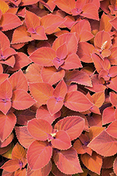 ColorBlaze Sedona Sunset Coleus (Solenostemon scutellarioides 'Sedona Sunset') at Lakeshore Garden Centres