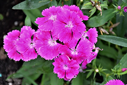 Floral Lace Lilac Pinks (Dianthus 'PAS96826') at Lakeshore Garden Centres