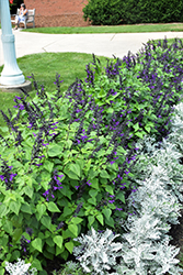 Rockin' Playin' The Blues Salvia (Salvia 'Balsamispim') at Lakeshore Garden Centres