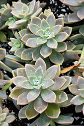 Beautiful Graptopetalum (Graptopetalum superbum) at Lakeshore Garden Centres