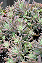 Darley Sunshine Graptosedum (Graptosedum 'Darley Sunshine') at Lakeshore Garden Centres