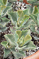 Fang Felt Plant (Kalanchoe 'Fang') at Lakeshore Garden Centres