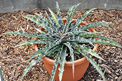 Mint Chocolate Chip Tuberose (Manfreda undulata 'Mint Chocolate Chip') at Lakeshore Garden Centres