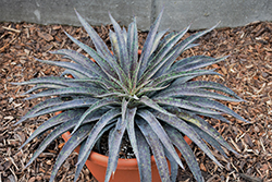 Inkblot Mangave (Mangave 'Inkblot') at Lakeshore Garden Centres