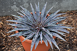 Moonglow Mangave (Mangave 'Moonglow') at Lakeshore Garden Centres