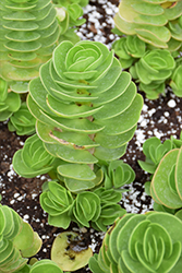 Ihi Portulaca (Portulaca molokiniensis) at Lakeshore Garden Centres