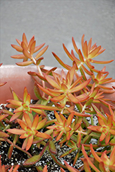 Firestorm Stonecrop (Sedum adolphii 'Firestorm') at Lakeshore Garden Centres