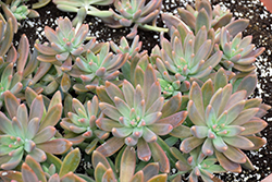 Carnicolor Stonecrop (Sedum adolphii 'Carnicolor') at Lakeshore Garden Centres
